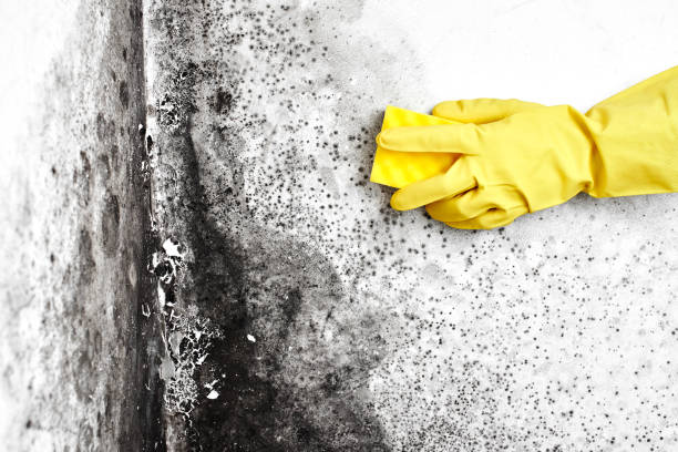 Emerald Isle, NC Mold Removal Company