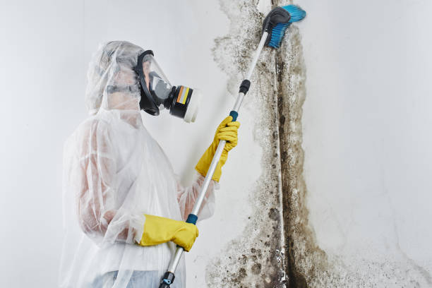 Emerald Isle, NC Mold Removal Company