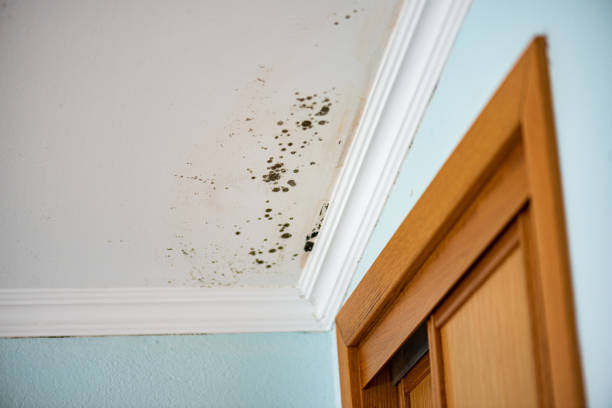 Mold Testing and Removal in Emerald Isle, NC