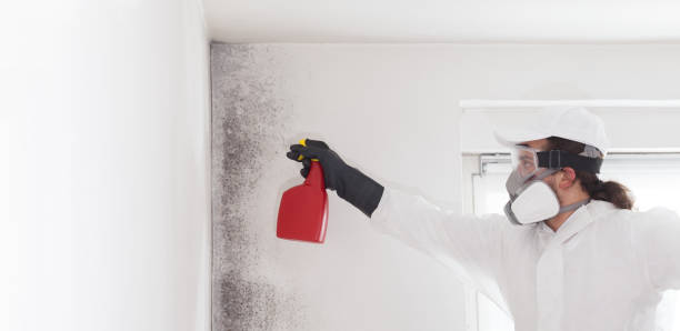 Best Mold Damage Repair  in Emerald Isle, NC