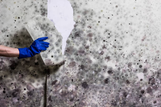 Best Local Mold Removal Service  in Emerald Isle, NC